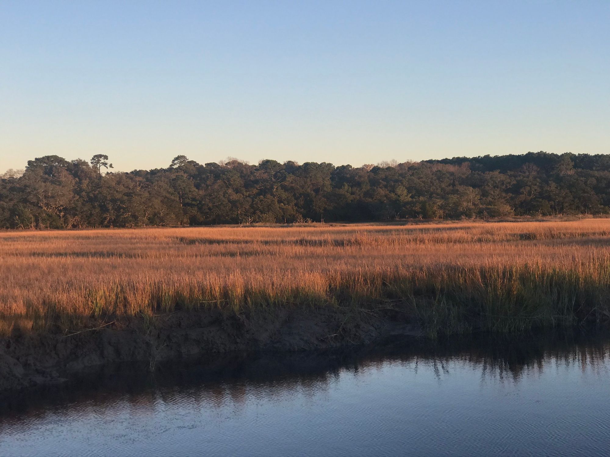 Golden salt marsh along a tidal creek, with a line of maritime forest behind