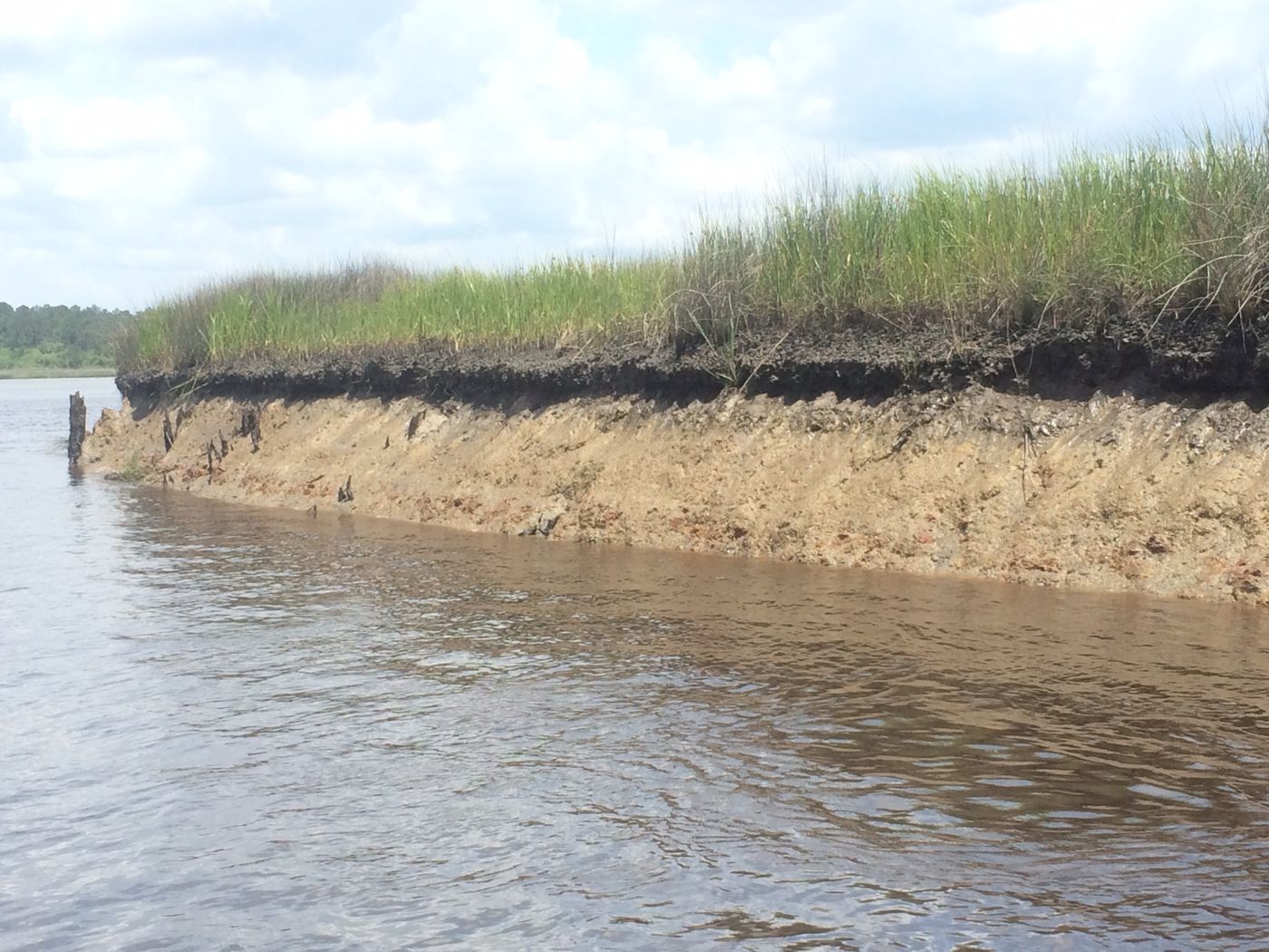 An eroding marsh bank: grass on top, a dark root mat, and sandy sediment beneath, cut back by the creek